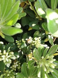 Close-up of fresh green plants