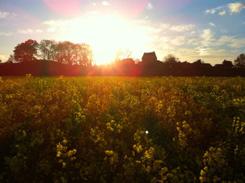 Scenic view of field against sky at sunset