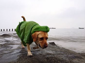 Labrador wearing green dog coat at shore