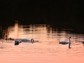 Swans swimming in lake