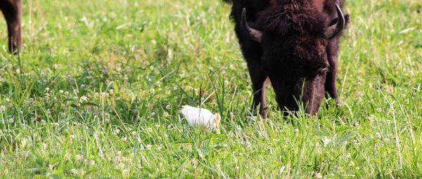 Sheep grazing on grassy field