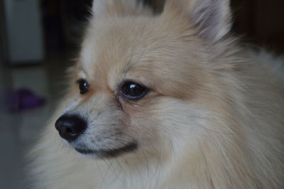 Close-up of dog looking away at home