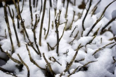Close-up of snow covered plants on land