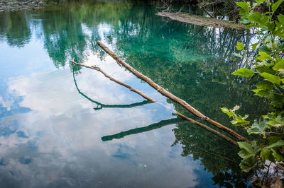 Reflection of tree in lake