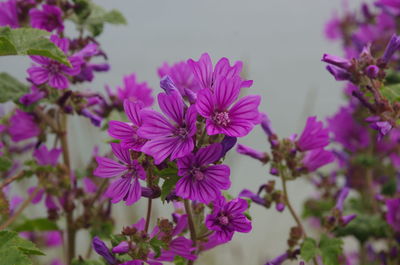 Close-up of purple flowers blooming outdoors