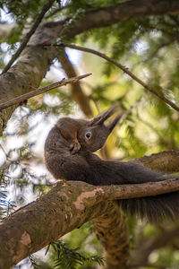 Low angle view of squirrel on tree