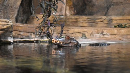 View of horse drinking water