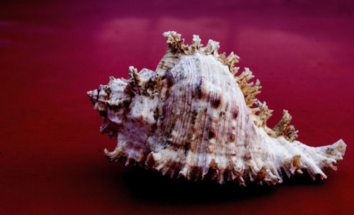 Close-up of seashell on the background