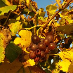 Close-up of fruits growing on tree