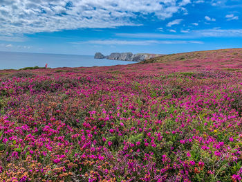 Scenic view of pink flowers on land against sea