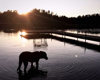 Dog in lake at sunset