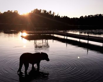 Dog in lake at sunset