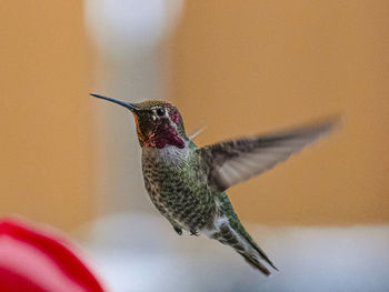 hummingbird
