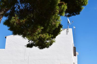 Low angle view of tree and building against sky