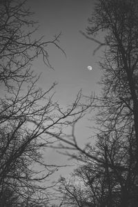 Low angle view of bare tree against sky at night