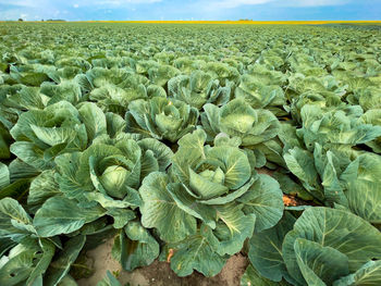 Full frame shot of cabbage