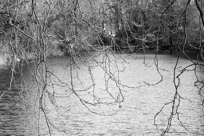 Reflection of trees in lake