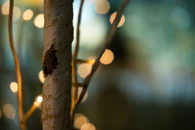 Close-up of bamboo tree trunk