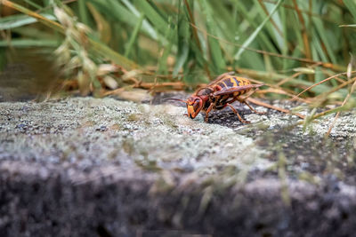 Close-up of insect on rock