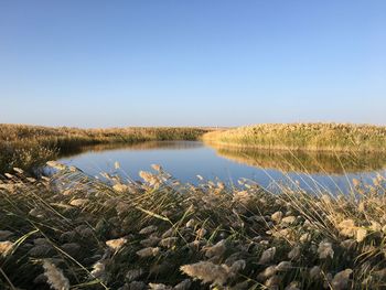 Scenic view of water against clear sky
