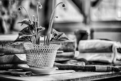 Close-up of potted plants on table