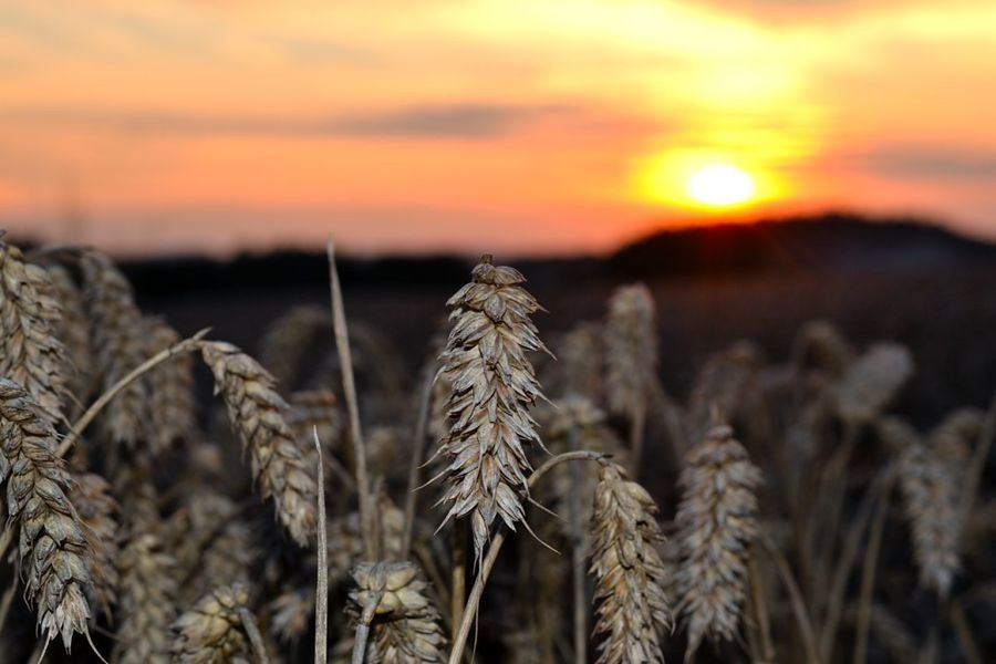 sunset, sky, nature, beauty in nature, focus on foreground, tranquility, orange color, scenics, tranquil scene, landscape, plant, growth, field, close-up, cloud - sky, sun, rural scene, dry, idyllic, agriculture