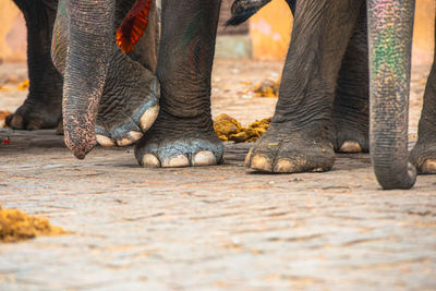 Low section of elephant in jaipur