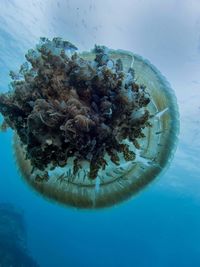 Close-up of jellyfish swimming in sea