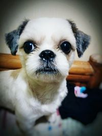 Close-up portrait of dog