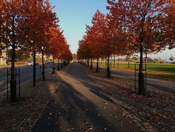 Road passing through forest