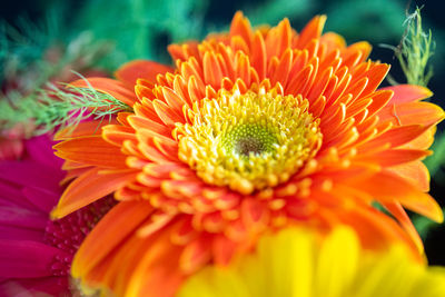 Close-up of orange flower