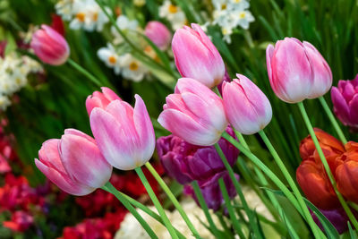 Close-up of pink tulips on field