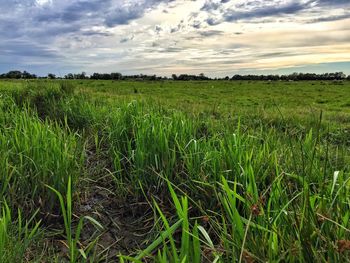 Scenic view of wheat field against sky