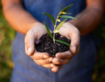 Close-up of hand holding plant