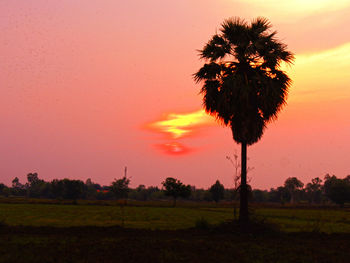 Silhouette trees on field against sky during sunset