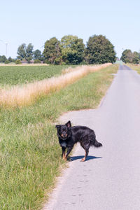 Border collie mix on the street