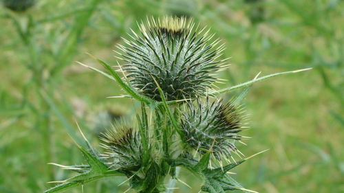 Close-up of thistle plant on field