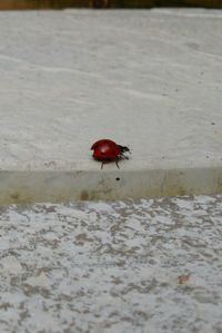 Close-up of bug on red wall