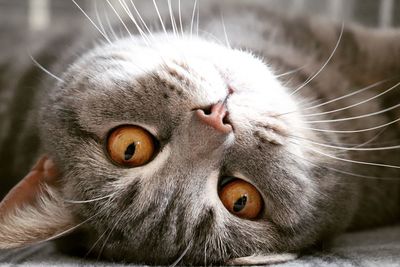 Close-up portrait of a cat