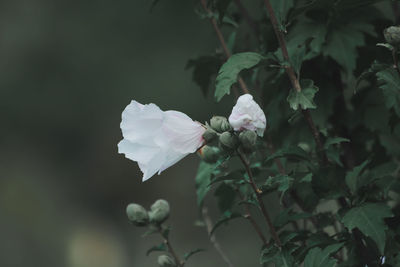 Close-up of white flowering plant