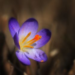 Close-up of purple crocus blooming outdoors