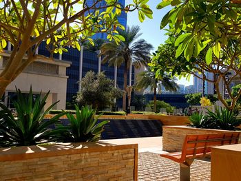 Palm trees by swimming pool against building