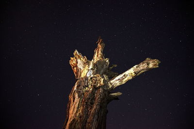 Close-up of tree against sky at night