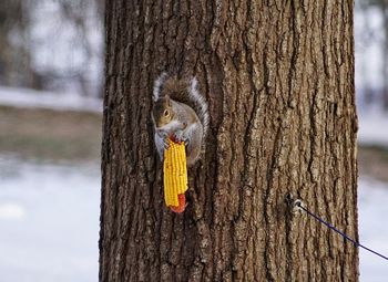 Squirrel with corn on tree during winter
