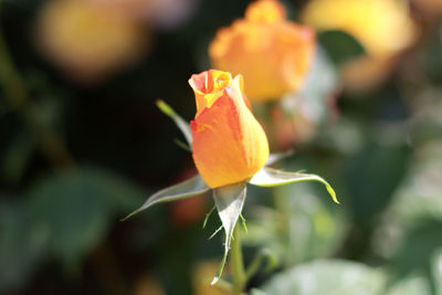 Close-up of orange rose flower