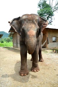 Close-up of elephant standing against trees