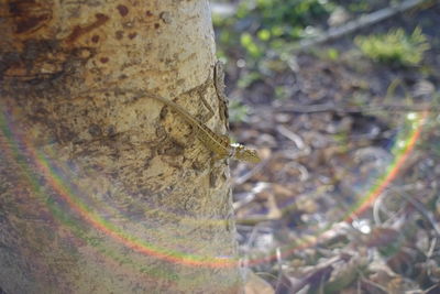 Close-up of lizard on tree trunk