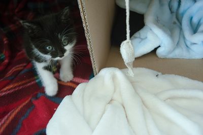 Close-up of kitten on bed