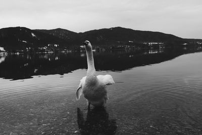 Swan in a lake