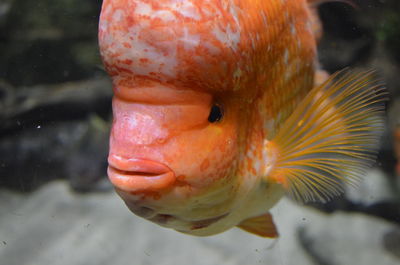 Close-up of flowerhorn cichlid swimming in tank at aquarium